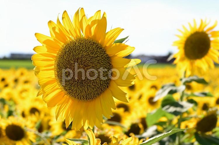 ひまわりのクローズアップ ひまわり,花畑,夏の写真素材