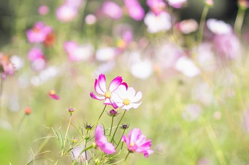 緑背景のコスモス 緑背景のコスモス コスモス,謙虚,乙女の真心の写真素材