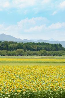 青空と一面のひまわり畑 青空と一面のひまわり畑の写真