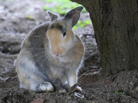 大久野島のウサギ ウサギ,かわいい,大久野島の写真素材