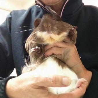 モルモットを抱っこ モルモットを抱っこの写真