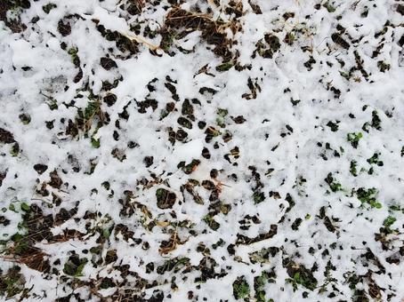 雪の地面 雪,初雪,冬の写真素材