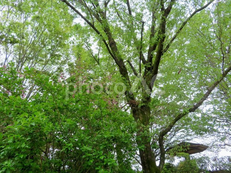 新緑 新緑,木,緑の写真素材
