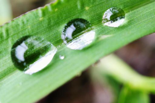 しずく しずく,雫,葉の写真素材