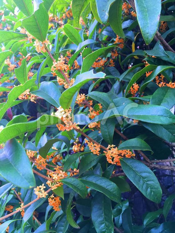 秋の晴れた日のキンモクセイ キンモクセイ,秋,花の写真素材