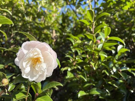 陽の下に咲く白い山茶花（さざんか） 山茶花,白い花,自然の写真素材