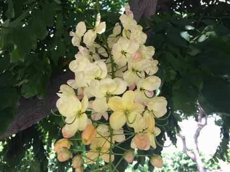 ハワイの花 ハワイの花の写真