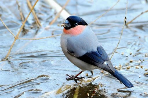 ウツギの実とウソ ウソ,鷽,うその写真素材