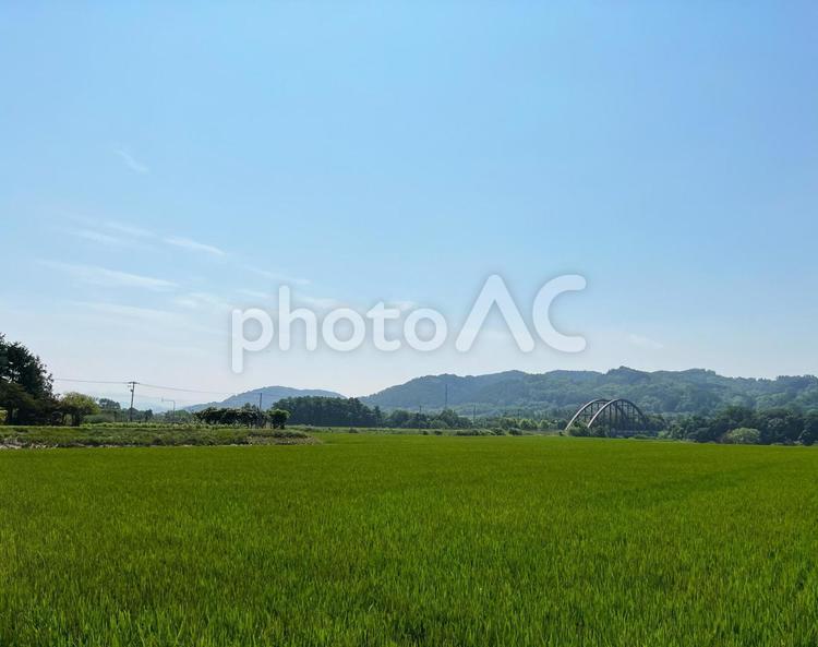 田んぼと山と橋 橋,田んぼ,田園の写真素材