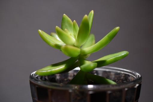銘月 銘月 銘月,多肉植物,観葉植物の写真素材