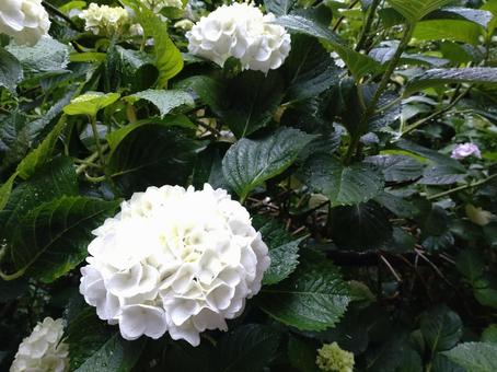 白い紫陽花 白い紫陽花 あじさい路,花,草の写真素材