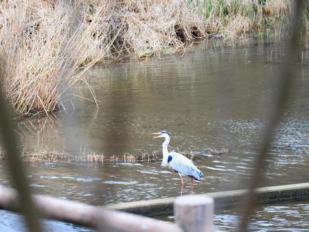 A heron sneaking around on a rainy day, JPG