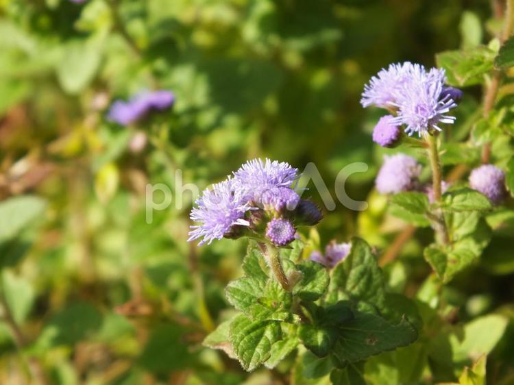 アゲランタムのふさふさの花 アゲランタム,うす紫色の花,はなの写真素材
