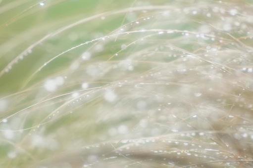 ソフトなイメージの水滴の付いた草むら ソフトなイメージの水滴の付いた草むらの写真