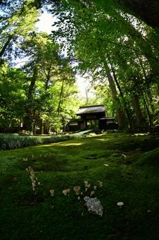 東香山大乘寺 風景,自然,緑の写真素材