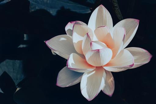 フィルム風の蓮の花 蓮の花,フィルム風,ピンクの花の写真素材
