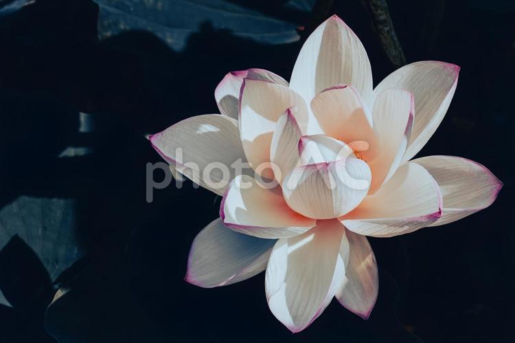 フィルム風の蓮の花 蓮の花,フィルム風,ピンクの花の写真素材