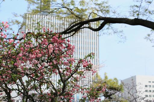 都会の桜花 都会の桜花の写真