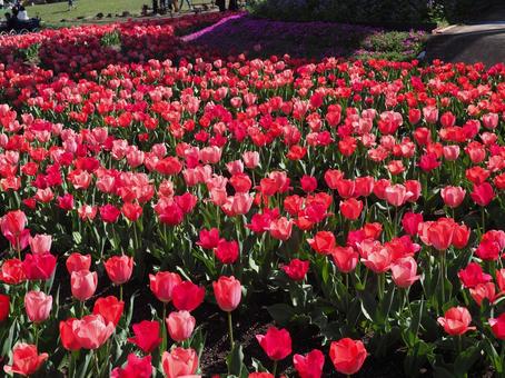 チューリップ畑 チューリップ,花畑,春の写真素材
