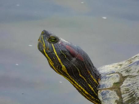 アカミミガメの顔のアップ ミシシッピアカミミガメ,爬虫類,動物の写真素材