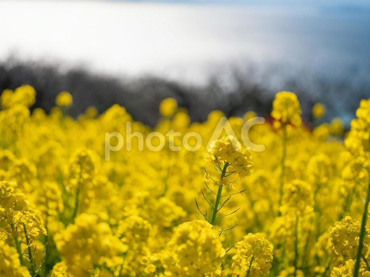 満開の菜の花畑と青い海 菜の花,自然,春の写真素材
