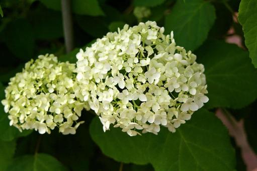 アメリカノリノキ アナベル アメリカノリノキ,亜米利加糊の木,アジサイの写真素材