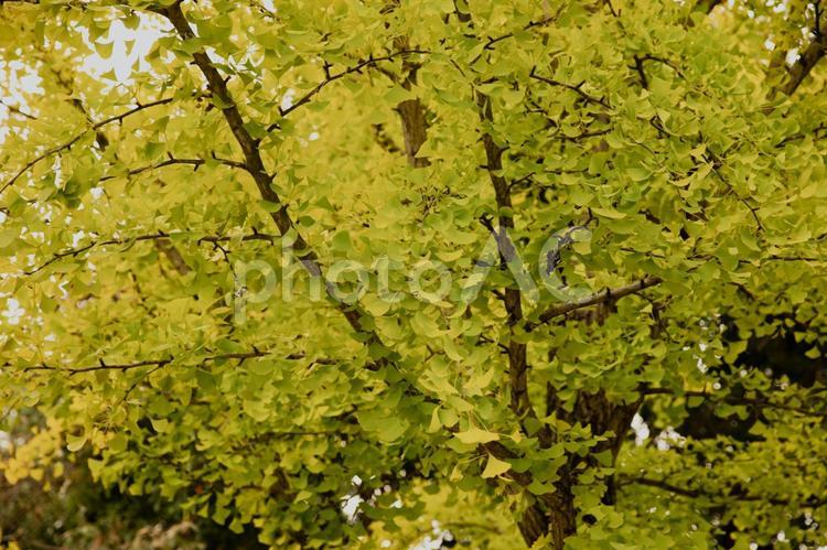 日本のイチョウの木の素材 木,自然,季節の写真素材