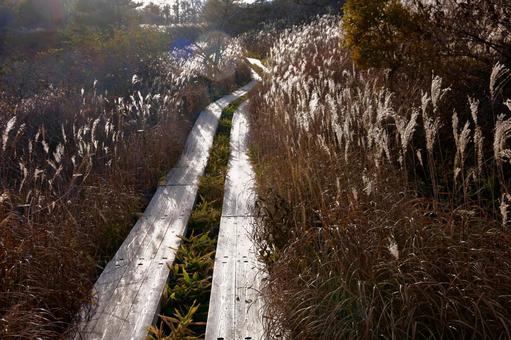 八島湿原 高原,草原,湿原の写真素材
