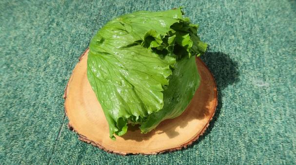 レタス レタスの写真