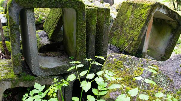 苔に覆われた時の記憶 苔に覆われた時の記憶の写真
