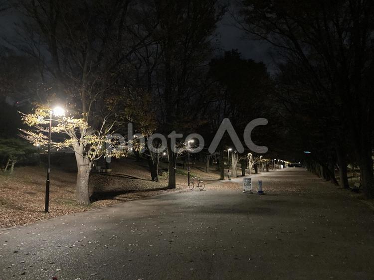 遠近法　街路樹　歩道　ライト　夜間 遠近法,街路樹,街灯の写真素材