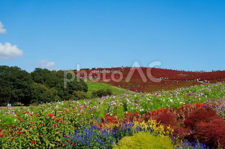 丘に咲き広がるコキアと青空 人物なし,花,空の写真素材