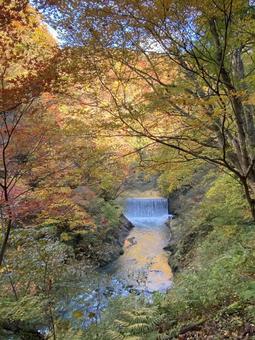 水の流れは紅葉の色 自然,風景,秋の写真素材