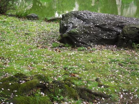池と岩と桜の花びら 池と岩と桜の花びらの写真