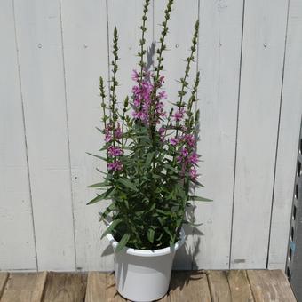 ミソハギの鉢植え ミソハギの鉢植え 花,夏の花,お盆の写真素材