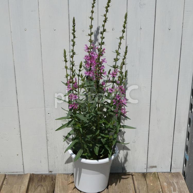 ミソハギの鉢植え 花,夏の花,お盆の写真素材