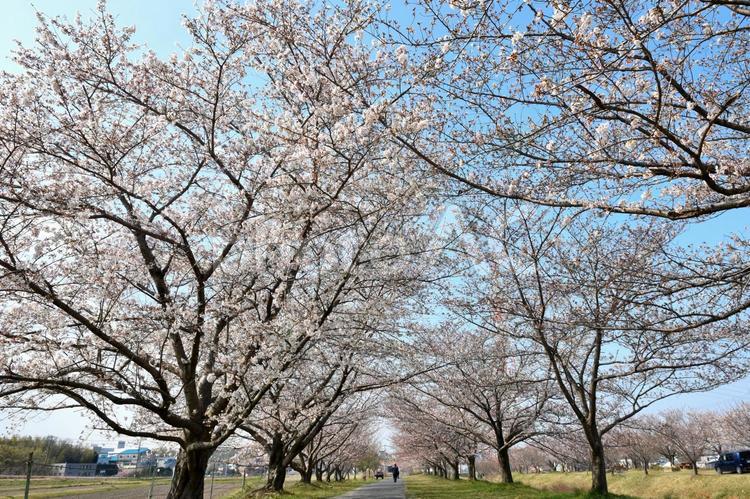 桜並木 桜,並木,桜並木の写真素材