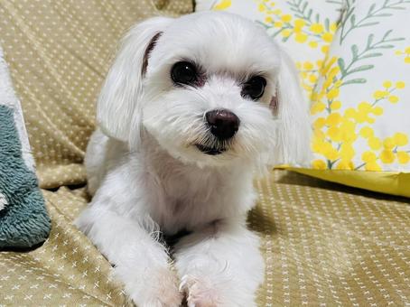 マルチーズ 犬,マルチーズ,ペットの写真素材