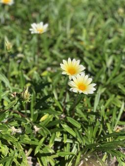 ガザニア ガザニア,花,flowerの写真素材