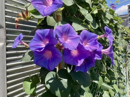 アサガオ　紫色 アサガオ,夏の風物詩,花の写真素材