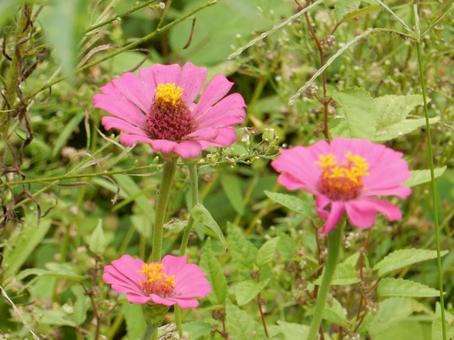 【花の写真】 ヒャクニチソウ（百日草） 百日草,ヒャクニチソウ,キク科の写真素材