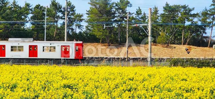 菜の花畑に沿って走る列車 菜の花,電車,アブラナの写真素材