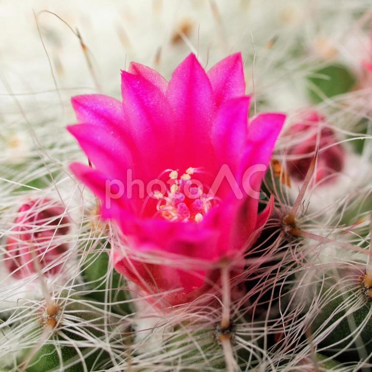 サボテンの花の拡大 サボテン,花,拡大の写真素材