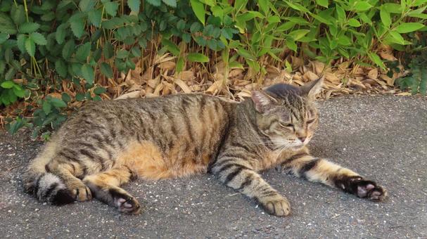 パトロールを終え一息ついているもふもふ猫 猫,キジトラ,肉球の写真素材
