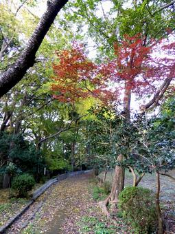 源氏山公園・秋の山道を散策する 自然,木,樹木の写真素材