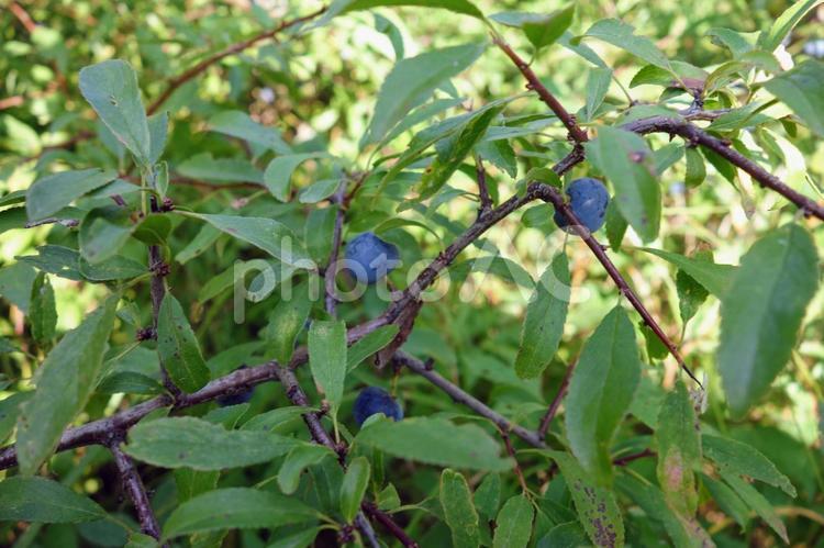 スピノサスモモの実 スピノサスモモ,黒い実,北欧の写真素材
