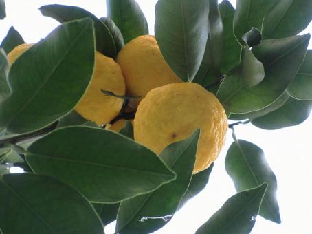 ハナユズ  ０１３ ハナユズ,ハナユ,一才ゆずの写真素材