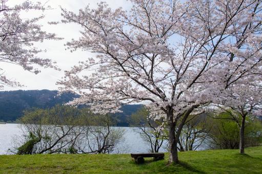 桜が満開の余呉湖 桜が満開の余呉湖の写真