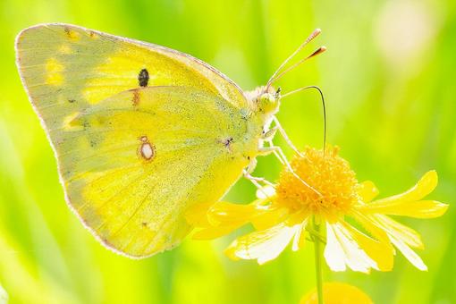 黄色い花に留まるモンキチョウ 黄色い花に留まるモンキチョウの写真