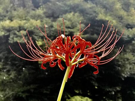 小石川後楽園の彼岸花 小石川後楽園の彼岸花の写真